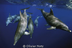 This picture was taken while snorkelling. The dolphins we... by Olivier Notz 